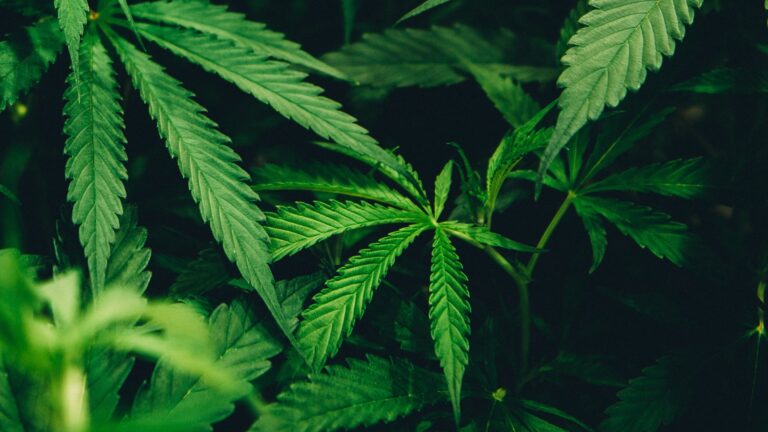 cannabis legalization in North Carolina