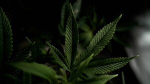 DEA's Bombshell Cannabis Reclassification