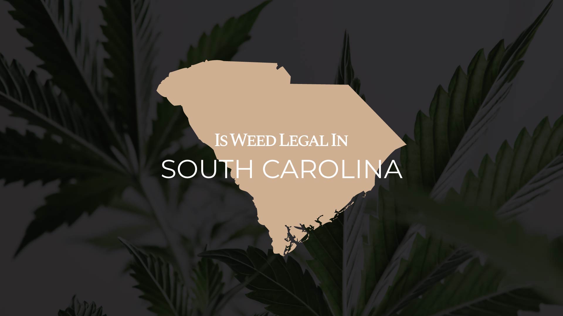 Is Weed Legal In South Carolina Full Guide IWLI   Is.weed .legal .in South Carolina 